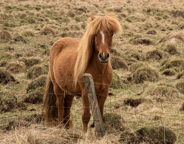 icelandic horse in the wild