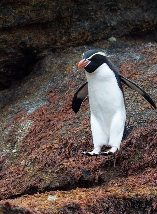 Snare Penguin walking over a rock in the wild