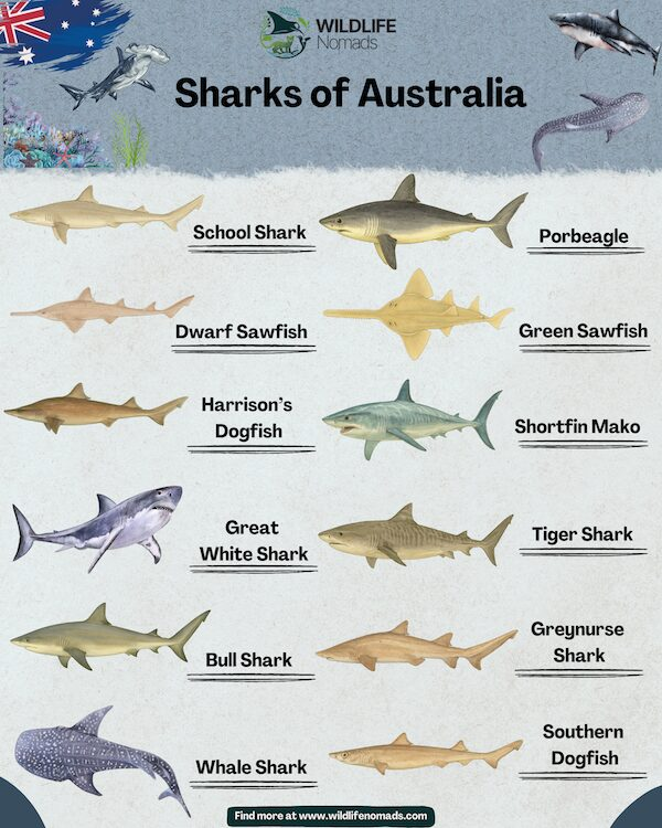 Sharks Of Australia 12 Fascinating Facts You Need To Know