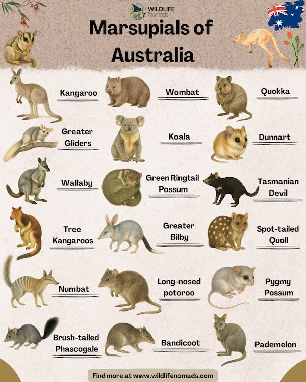 infographicmarsupialsofaustraliar.webp Infographic showing the marsupials animals