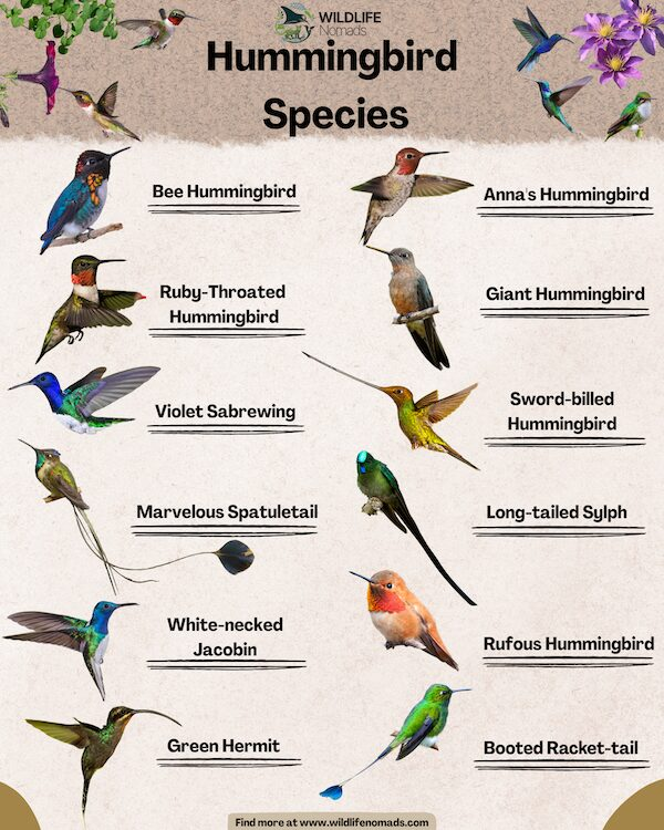 Types of Hummingbirds infographics