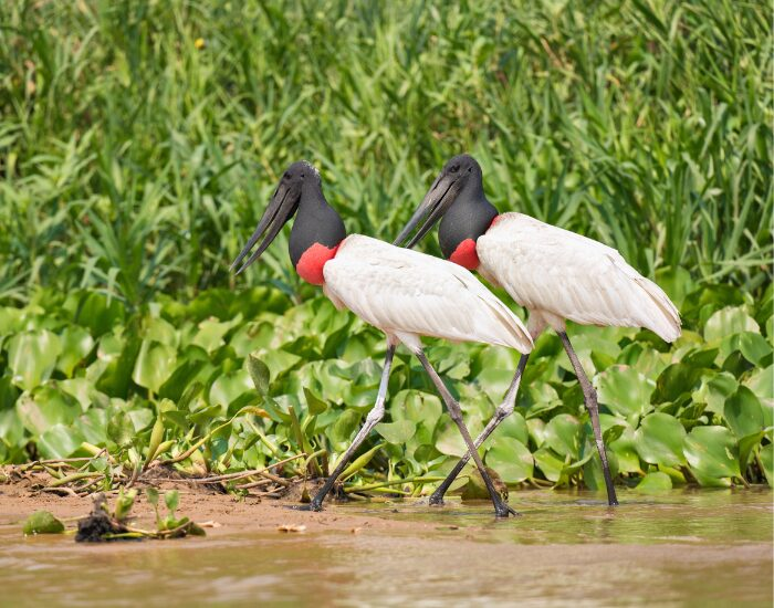  Jabiru Storks walking on a swamp