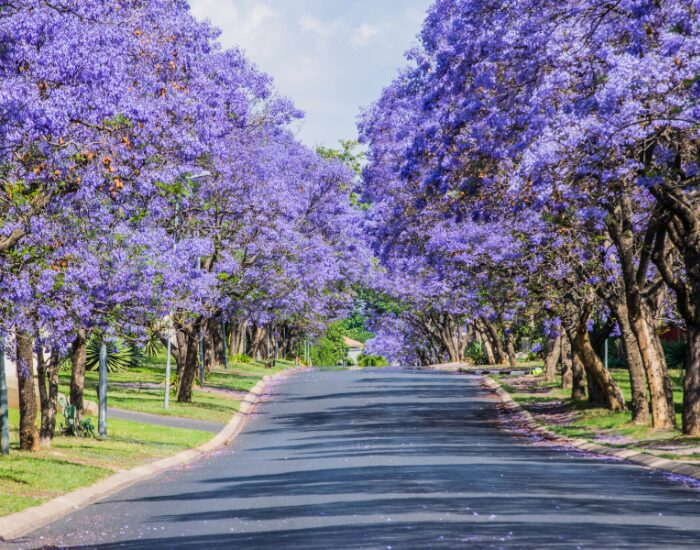 a stree full of jacaranda trees on both sides