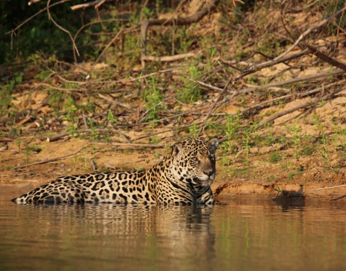 jaguar swimming in the wild
