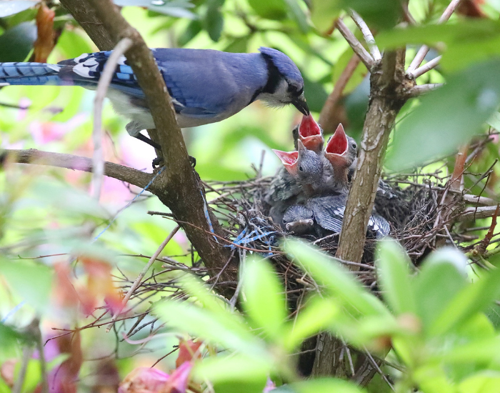 jay-feeding-chicks.webp Jay bird feeding chicks on a nest