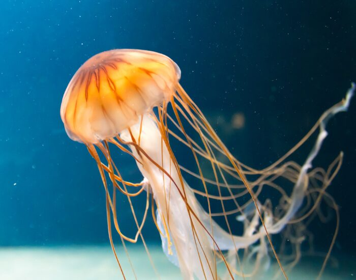 jelly fish swimming on the ocean