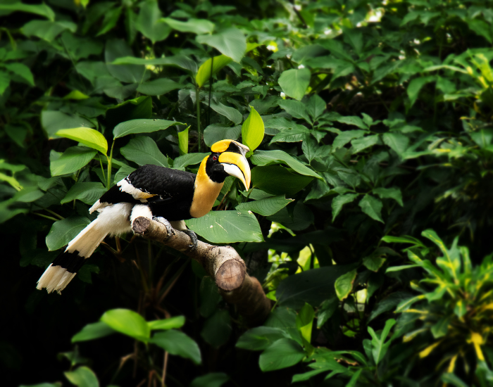 jungle-great-hornbill.webp great hornbilll in the jungle