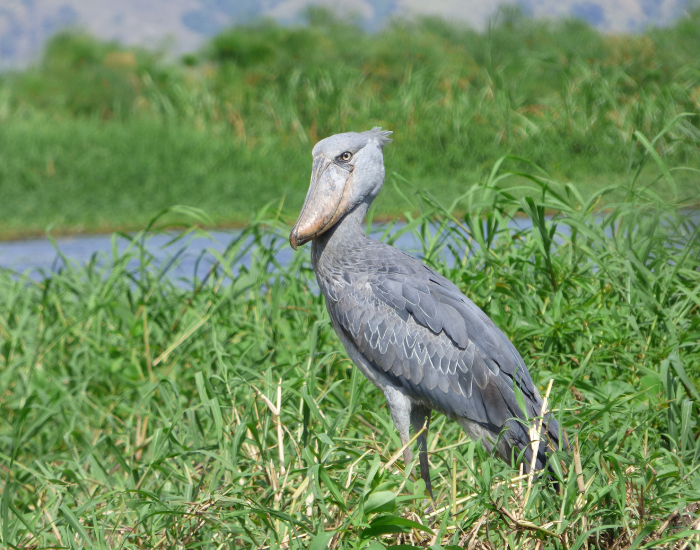 jungle-shoebill.webp Shoebill on a grassland
