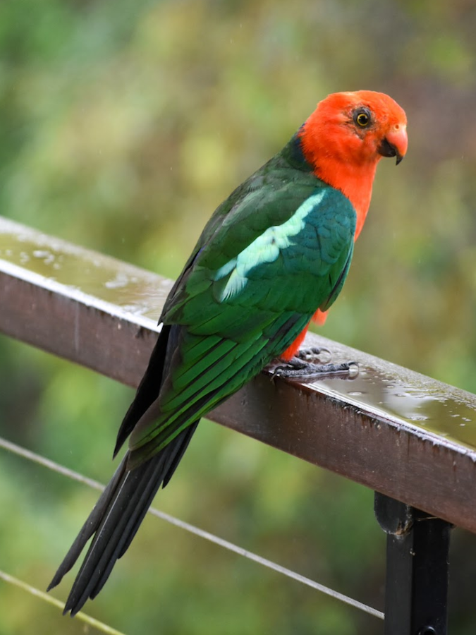 a king parrot standing on a balcony in australia