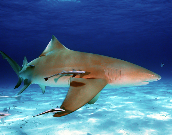 lemon-shark-swimming.webp Lemon shark swimming close to the ocean floor