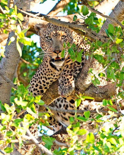 Leopard on top of a tree resting