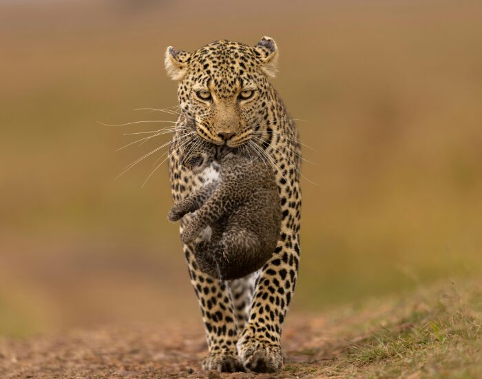 leopard.africanleopardwithcub.webp african leopard walking with cub