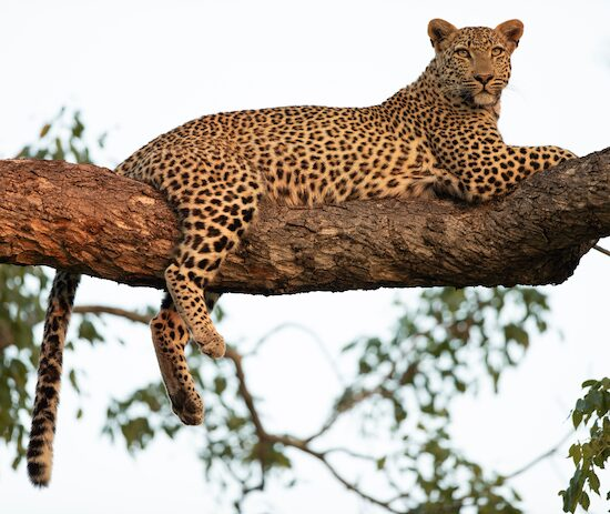leopard on a tree in the wild