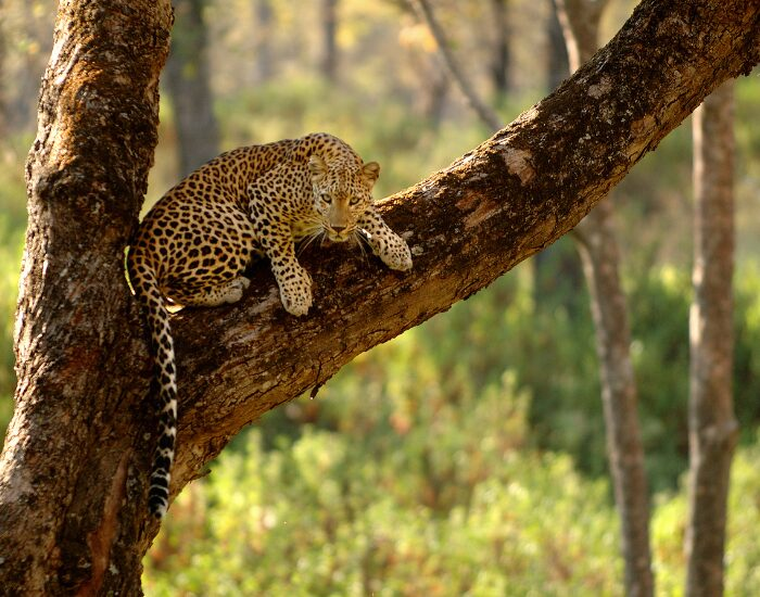 leopardontree.webp leopard in a tree