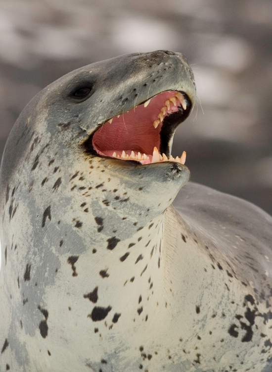 leopard seal opening its mouth
