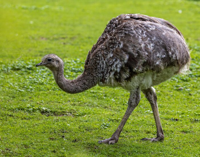 a lesser rhea bird walking on a grass field during a sunny day