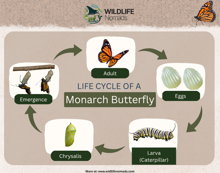 An educational infographic titled Life Cycle of a Monarch Butterfly showing a 5-step circular flow diagram. The stages include Eggs, Larva (Caterpillar), Chrysalis, Emergence, and Adult butterfly against a textured neutral background.