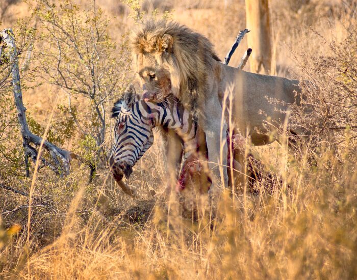 Lion at Kruger National Park eating a zebra