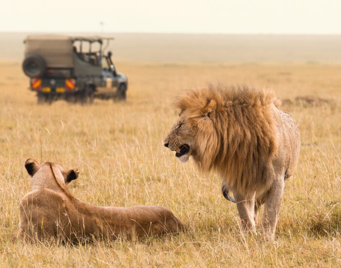 two lions in the wild and a safari car on the background