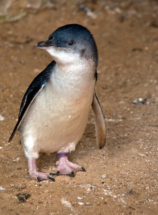 Little penguin standing on a beach