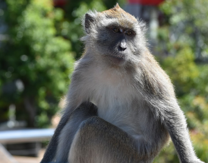 long tailed macaque