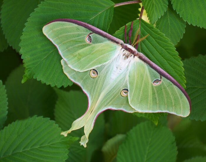 a green luna moth perched on a green leaf