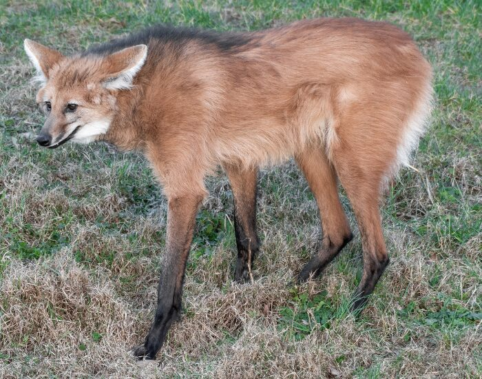 Maned wold in the wild
