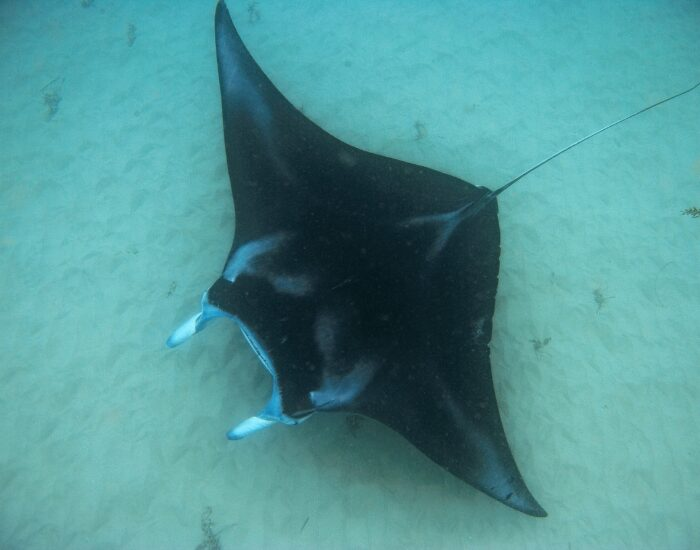 a giant manta ray swimming near the ocean floor
