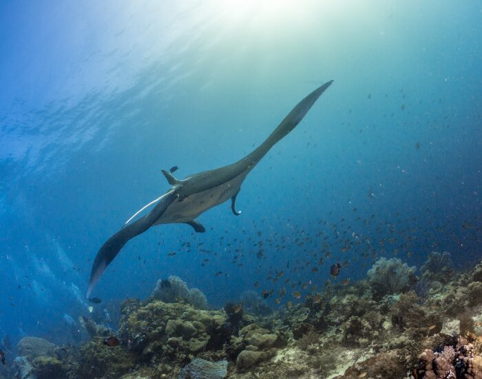 manta ray swimming