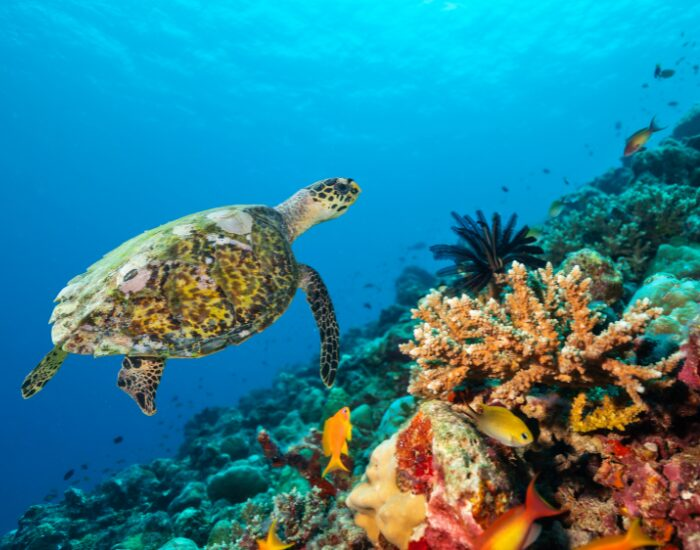 Getty Images Dive in Maldives with a turtle next to a coral