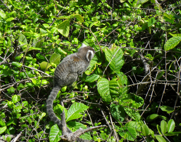 marmoset monkey moving through canopy