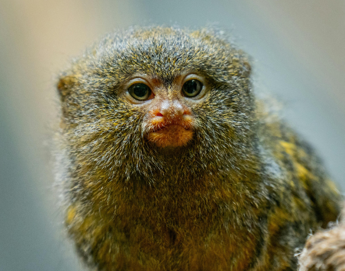 marmoset-monkey.webp Marmoset monkey