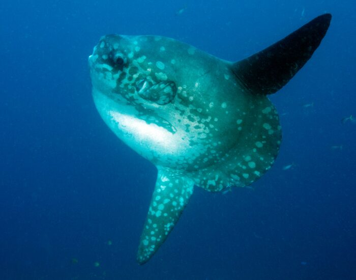 Mola mola sunfish