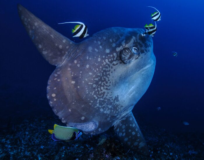 Mola mola sun fish swimming in the ocean with other fish near by