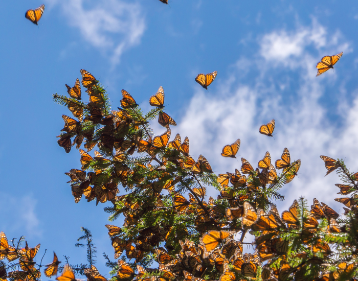 A swarm of orange Monarch butterflies flying around tree branches against a cloudy blue sky.