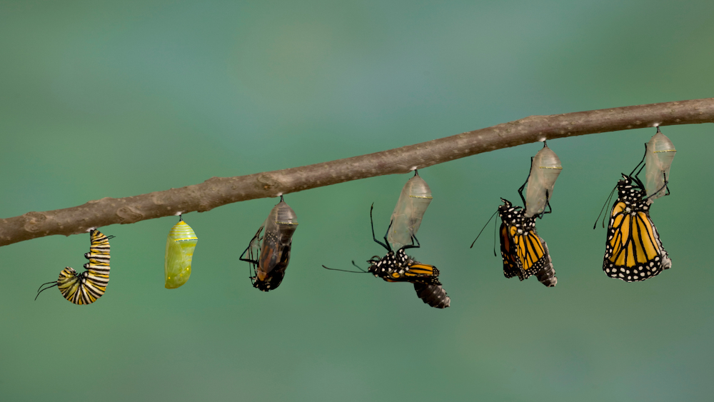 Six stages of a monarch butterfly emerging from its chrysalis along a thin branch.