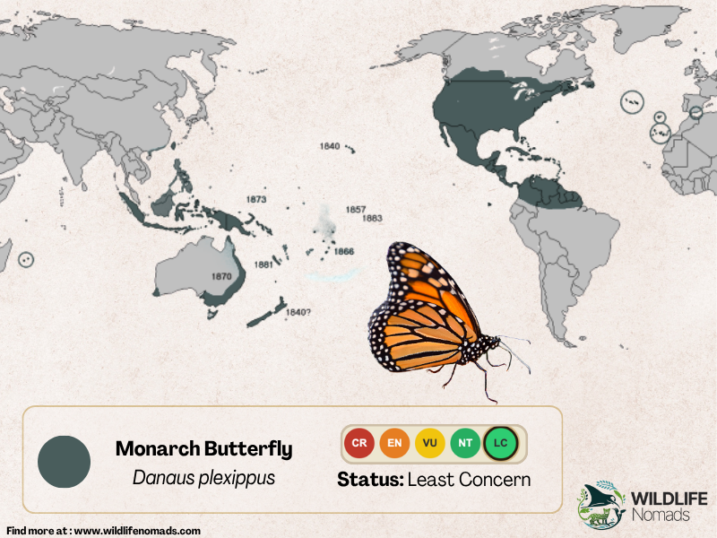 A world map infographic showing the global distribution of the Monarch Butterfly (Danaus plexippus) with dark green shaded regions indicating range across North and South America, Australia, New Zealand, and Pacific islands with historical arrival dates. Includes an illustration of a Monarch butterfly and an IUCN conservation status bar highlighting Least Concern.