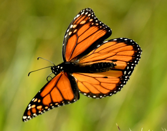 Detailed close-up of an orange and black Monarch butterfly resting in front of green foliage.