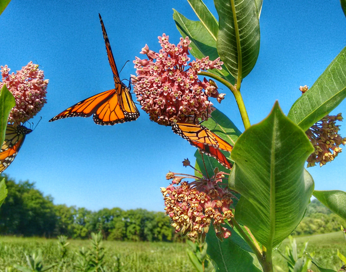 Monarch butterfly landing on pink milkweed flowers under a bright blue sky.