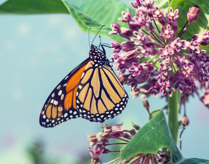 Monarch butterfly perched on a milkweed pink flower