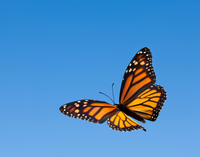 Close-up of a Monarch butterfly in mid-flight against a clear blue sky.