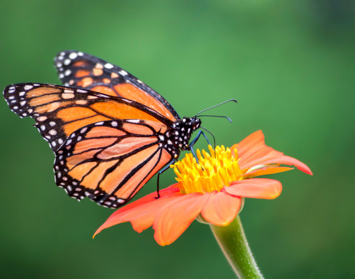 Monarch butterfly feeding on a flower