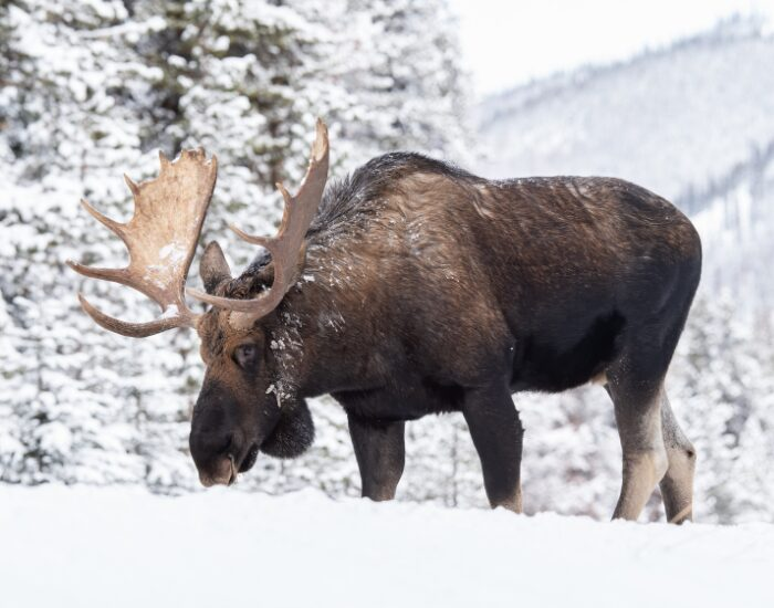 a moose walking on a snowy forest