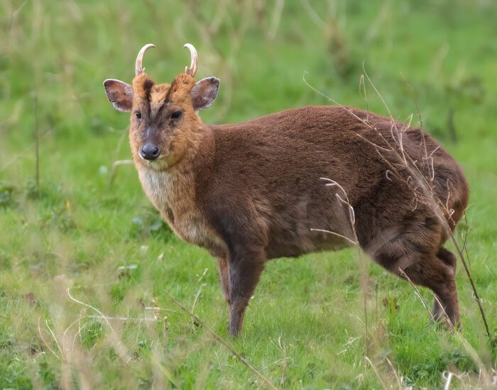 a Muntjac Deer standing on green grass in its natural habitat