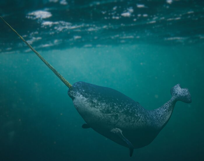 narwhal.webp narwhal in the water digital illustration