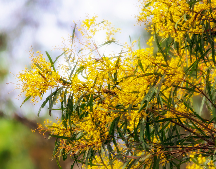 native.webp Tree with yellow flowers
