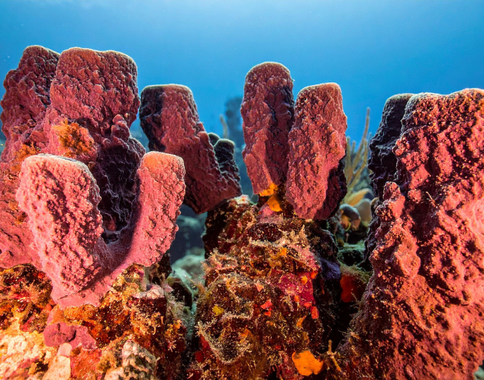 nematoda-2.webp Underwater photo of marine sponges