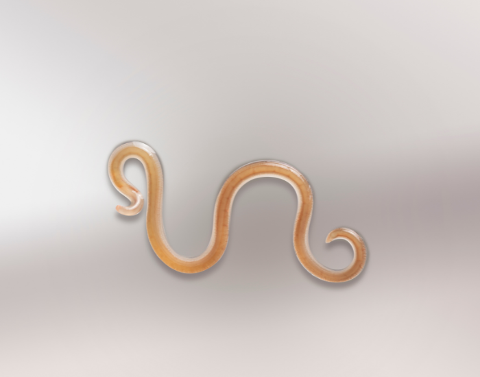 nematoda.webp nematodo photo white background