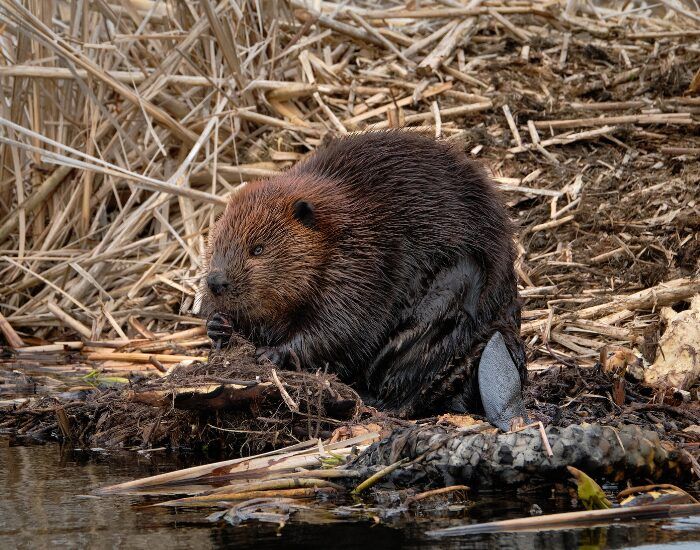 a north american beaver in the wild natural habitat