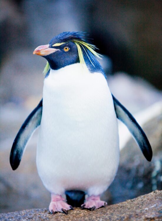 Northern Rockhopper Penguin close up